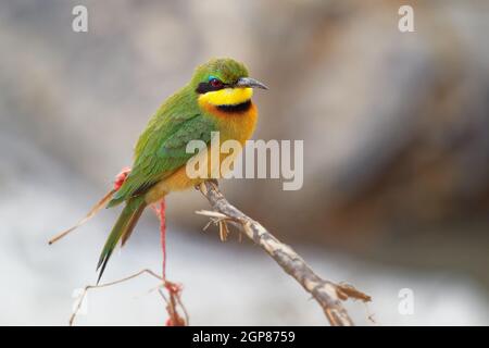 Little Bee-eater - Merops pusillus A près des espèces d'oiseaux vert et jaune de la famille des abeilles, Meropidae. Ils sont résidents dans une grande partie de su Banque D'Images