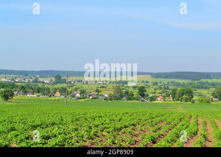 Vieilles maisons dans le village, jardin potager russe ou biélorusse avec pommes de terre devant la maison, paysage d'été Banque D'Images