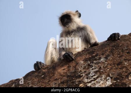 Gray Langur sur le mur à Amber fort à Jaipur, Rajasthan, Inde Banque D'Images