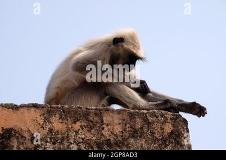 Gray Langur sur le mur à Amber fort à Jaipur, Rajasthan, Inde Banque D'Images