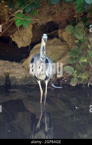 Héron cendré debout dans le lac, Maksimir Zagreb, Croatie Banque D'Images