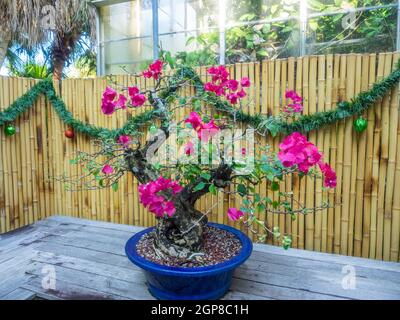 Le petit bougainvillea (Bougainvillea glabra) est l'espèce la plus commune de bougainvillea utilisée pour le bonsaï. Banque D'Images