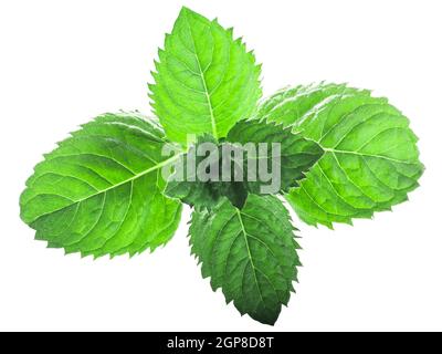 Feuilles de menthe poivrée (feuillage de Mentha piperita) isolées W chemins de coupure Banque D'Images