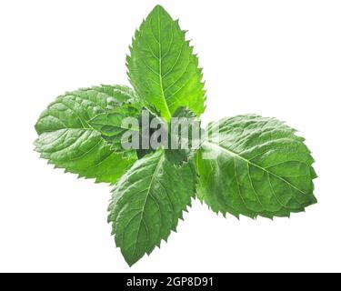 Feuilles de menthe poivrée (feuillage de Mentha piperita) isolées W chemins de coupure Banque D'Images