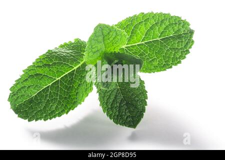 Feuilles de menthe poivrée (feuillage de Mentha piperita) isolées avec des chemins de coupure, vue de dessus Banque D'Images