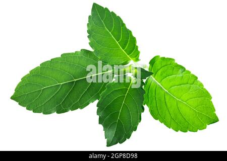 Les feuilles de Rama tulsi (feuillage d'Ocimum tenuiflorum) sont isolées Banque D'Images