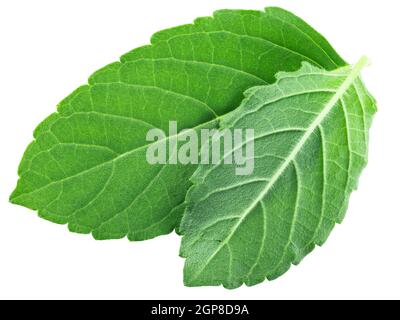 Feuilles de Rama tulsi (feuillage d'Ocimum tenuiflorum) isolées, vue de dessus Banque D'Images