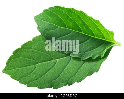 Feuilles de Rama tulsi (feuillage d'Ocimum tenuiflorum) isolées, vue de dessus Banque D'Images