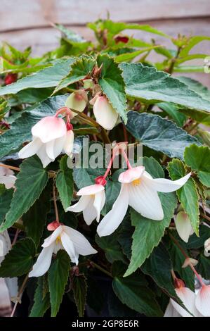 Begonia boliviensis Bonaparte blanc une begonia traînante idéale pour suspendre des paniers et des contenants un été tubéreux floraison demi vivace Banque D'Images