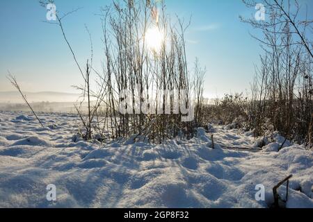 Le soleil brille derrière de grandes herbes en hiver avec beaucoup de neige dans la nature de Spessart, Bavière, Allemagne, avec brouillard le matin dans la vallée Banque D'Images