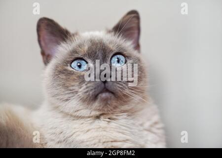 Chat gris plus ancien avec yeux bleu perçant, détail gros plan. Banque D'Images