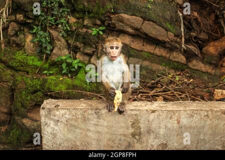 Toque macaque (Macaca sinica) bébé, manger une banane de touriste. Ravana Falls, au Sri Lanka. Banque D'Images