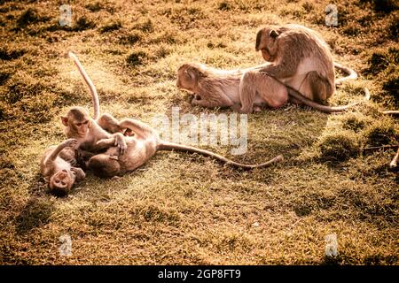 Les petits singes adorables animaux adorables jouant sur l'herbe ensemble Banque D'Images