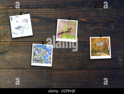 Quatre saisons sur fond de bois. Photos de quatre saisons attachées à la paroi en bois. Quatre photos du même parc prises à différents moments de l'année. Dif Banque D'Images