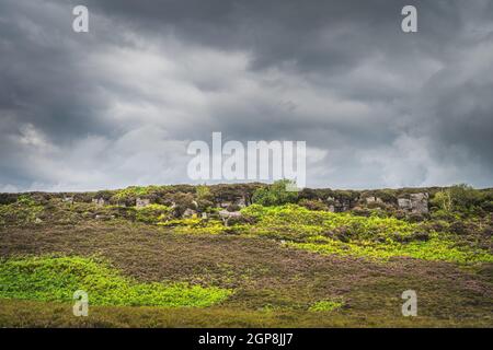 Prairie verte ou tourbière avec fougères et bruyère sur une colline rocheuse dans le parc de la montagne Cuilcagh, orageux, ciel spectaculaire en arrière-plan, Irlande du Nord Banque D'Images