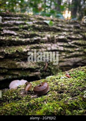 Petit foyer d'un champignon noir sur le sol à côté d'un tronc d'arbre dans la forêt par une journée ensoleillée Banque D'Images