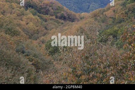 Forêt de châtaignes Castanea sativa en automne. Brena Alta. La Palma. Îles Canaries. Espagne. Banque D'Images