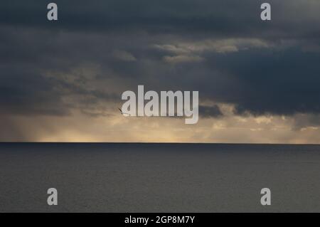 Goéland de l'Atlantique Larus michaellis atlantis volant au coucher du soleil au-dessus de l'océan Atlantique. Fuencarliente. La Palma. Îles Canaries. Espagne. Banque D'Images