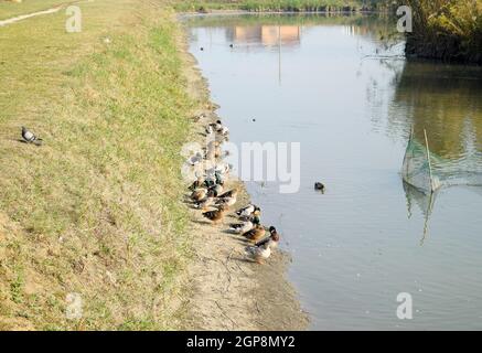 Canards gris sur la rive de l'étang. Canards avec pigeons. Canards nageant dans l'étang. Canard colvert sauvage. Drakes et les femmes. Banque D'Images