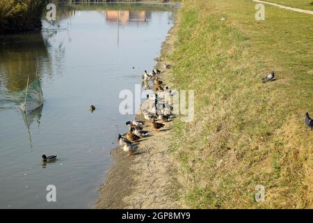 Canards gris sur la rive de l'étang. Canards avec pigeons. Canards nageant dans l'étang. Canard colvert sauvage. Drakes et les femmes. Banque D'Images