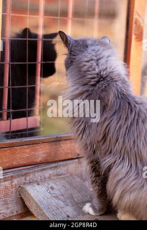 Gris doux chat regarde dans son reflet en verre avec des barres, photo verticale Banque D'Images