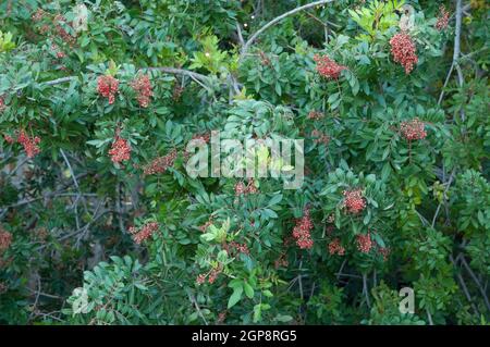 Le poivre brésilien, le Schinus terebinthifolia, avec baies dans le parc rural de Nublo. Mogan. Grande Canarie. Îles Canaries. Espagne. Banque D'Images