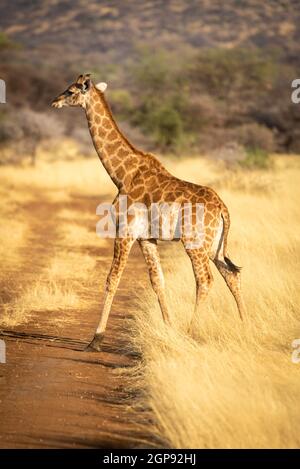 Les jeunes girafes du sud traversent la piste à l'aube Banque D'Images