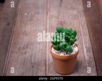 cactus dans des pots en bois placés sur la table en bois Banque D'Images