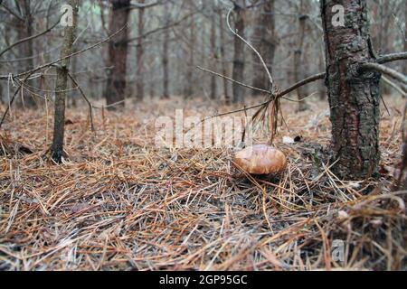 Beau champignon de Suillus croissant dans la forêt de conifères. Beau champignon Suillus luteus parmi les aiguilles de pin. Champignons comestibles Suillus coldinitus i Banque D'Images