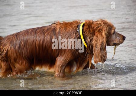 Chien mouillé sort de l'eau. brown dog sur la rive. Banque D'Images