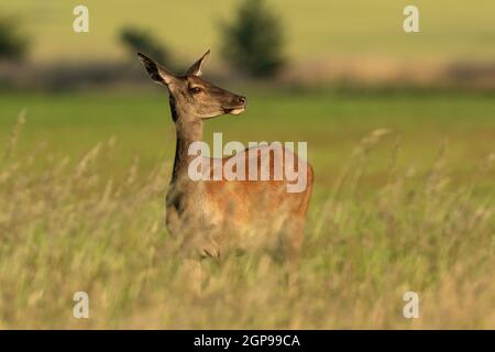 Curieux cerf rouge, cervus elaphus, femelle debout sur un pré avec de l'herbe verte en été. Herbivore femelle à fourrure brune à l'observation illuminée par pair Banque D'Images