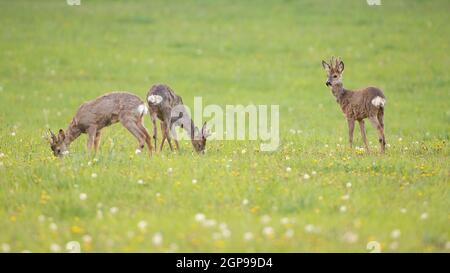 Trois jeunes chevreuils, caperolus caperolus, mâles paître dans une prairie verte fraîche avec de l'herbe au printemps. Groupe d'animaux sauvages se nourrissant de plantes sur un Banque D'Images