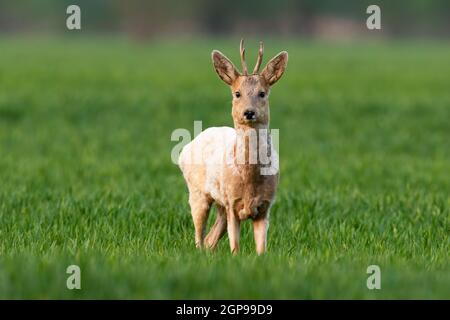 Cerf porte-chevreuil d'alerte, caperolus caperolus, buck à fourrure blanche regardant dans la caméra sur un terrain vert au printemps. Mammifère Albino avec des bois debout dans frais Banque D'Images