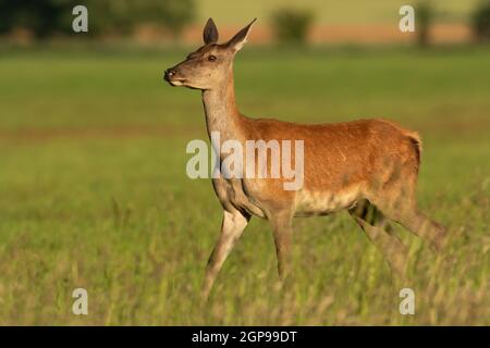 Cerf rouge femelle, cervus elaphus, marchant sur un champ de foin herbacé lors d'une journée ensoleillée dans la nature estivale. Aller à travers la prairie depuis la vue latérale. Animal sauvage Banque D'Images