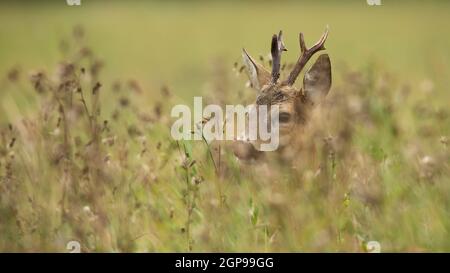 Le buck de cerf de Virginie se cachant dans une grande herbe verte sur un pré. Animaux sauvages pélékant de la végétation avec l'espace de copie. Chef de mammifère masculin avec des bois dans n Banque D'Images