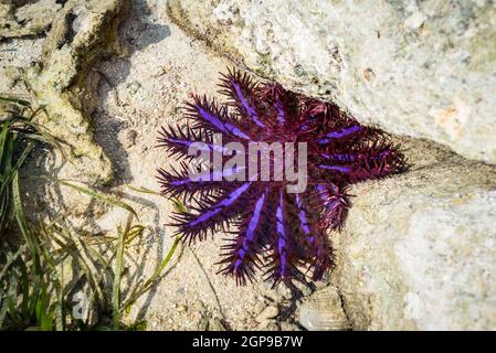 Crown of Thorns Seastar (Acanthaster planci) sur le sable dans l'océan Indien, Maldives. Violet vif avec environ 15 bras, cette belle étoile de mer a des points d'intérêt Banque D'Images