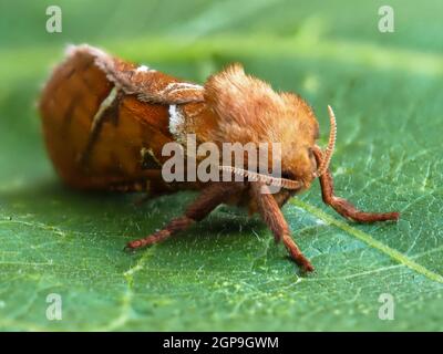 Gros plan d'une belle papillon orange vif, Triodia sylvina, sur une feuille verte Banque D'Images