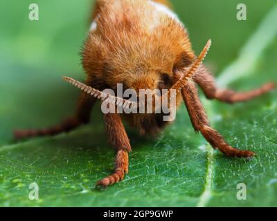 Gros plan sur une feuille verte d'un beau papillon orange vif mâle, Triodia sylvina Banque D'Images