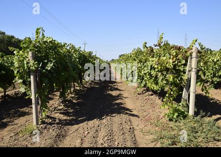 Les jardins de raisins. La culture des raisins à la mer d'Azov. Banque D'Images