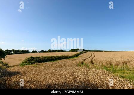 Paysage avec clairières des grains mûrs culture en pays de collines, tourné en été, la lumière vive Banque D'Images