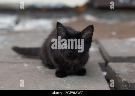 Un petit noir démoniaque avec des taches solitaire chaton sans abri se trouve sur des dalles de ciment, gris, à l'extérieur Banque D'Images