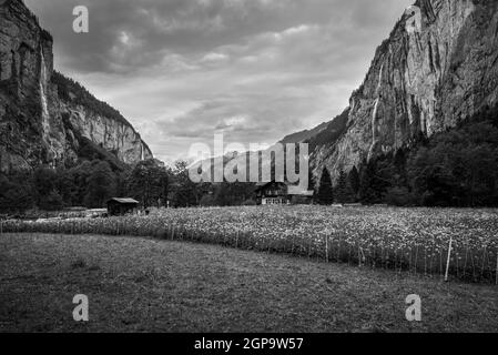 The traditional chalet on field & meadow flowers in overcast spring day with high waterfalls in background in Lauterbrunnen Valley and Swiss Alps, Swi Stock Photo