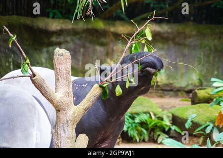 De l'image de l'herbe de manger de tapir sauvage. Lieu de tournage : Singapour Banque D'Images