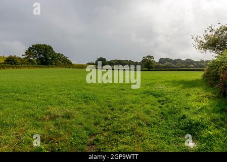 Paysage avec des champs d'herbe de campagne du Dorset vallonné Banque D'Images