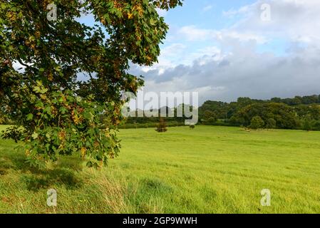 Paysage avec des champs d'herbe de campagne du Dorset vallonné avec les permissions de l'arbre éclairé par les rayons du soleil en premier plan Banque D'Images