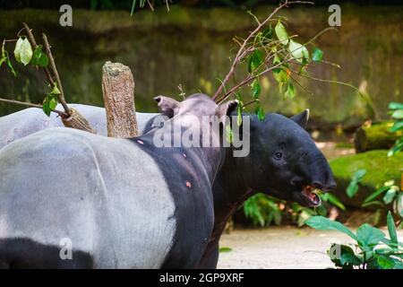 De l'image de l'herbe de manger de tapir sauvage. Lieu de tournage : Singapour Banque D'Images