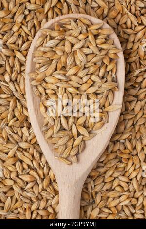 L'orge dans une cuillère en bois sur fond d'orge Banque D'Images