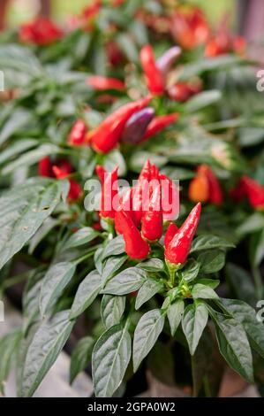 Plante de poivre ornementale ou Capsicum anuum, avec des fleurs de poivron rouge et pourpre comme plante de jardin en pot. Banque D'Images