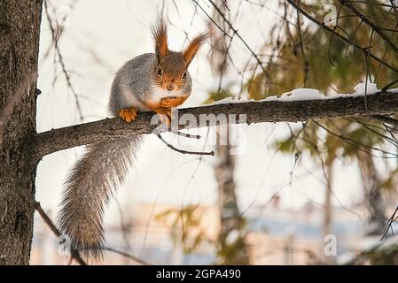 Un petit écureuil rouge mignon se trouve sur une branche d'arbre en hiver. Animaux dans leur environnement naturel. Banque D'Images