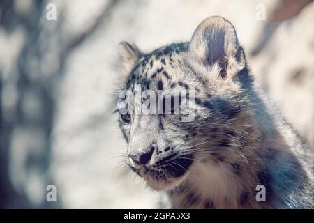 Mignon bébé chat chaton espiègle de Snow Leopard, l'UNCA Uncia Irbis, hiver, neige, beau chat sauvage Banque D'Images